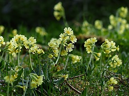 黃花九輪草,鮮花,明亮的黃色