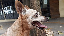 犬,動(dòng)物,寵物