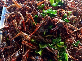 蝗蟲,昆蟲,泰國(guó)