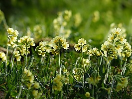 黃花九輪草,鮮花,明亮的黃色