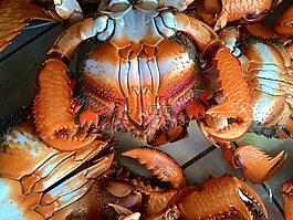 curacha,蟹,市场