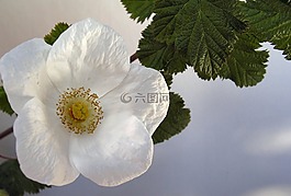 花,盛開,樹