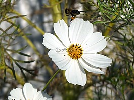 蜜蜂,花卉,cosmos