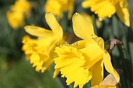 喇叭花,花,復(fù)活節(jié)