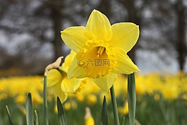 喇叭花,盛開,復(fù)活節(jié)