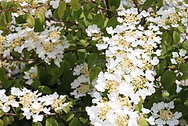 鮮花,白,夏天