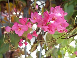 鮮花,性質(zhì),羅莎