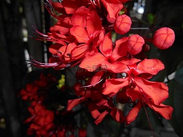 鮮花,性質(zhì),紅色