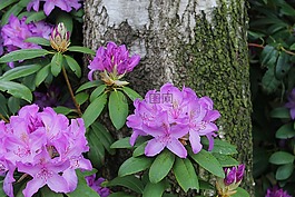 灌木,花,杜鵑
