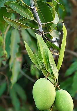 芒果,樹(shù),年輕