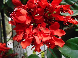 鮮花,性質(zhì),紅色