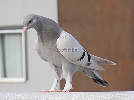 鴿,美麗,性質(zhì)