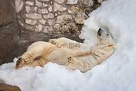 熊,白,動(dòng)物園