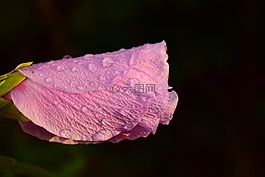 芙蓉,开花,关闭