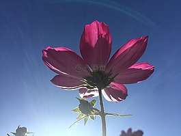 花,粉红色,天空