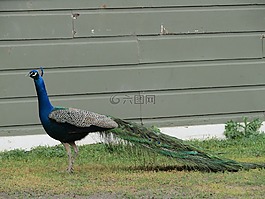 孔雀,鳥,野生動物