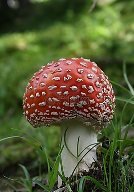 飛木耳,性質(zhì),森林