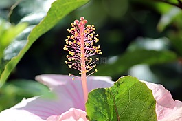 花,宏,性質(zhì)