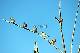 鳥,分支機(jī)構(gòu),天空