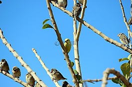 鳥,分支機(jī)構(gòu),天空