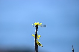 花,宏,性質(zhì)