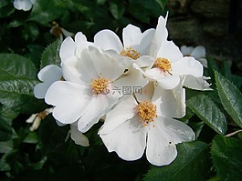 玫瑰,白花,花園