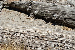 木材,污垢,樹干