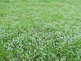 草,鲜花,领域的鲜花