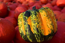 南瓜,關閉,秋季