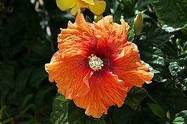 花,宏,性質
