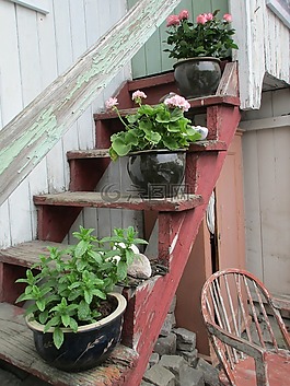 鮮花,樓梯,夏天