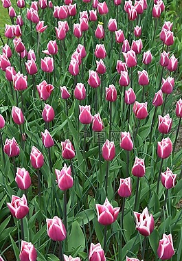 郁金香,keukenhof,荷蘭