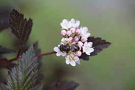 蜜蜂,開花,廠