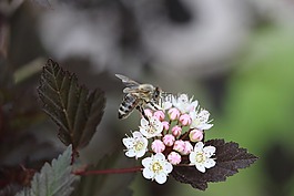花,蜜蜂,開花