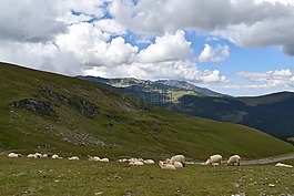 羊,山,牧场