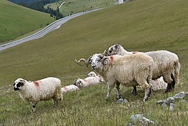 ram,牧場,羊
