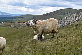 ram,牛角,牧場