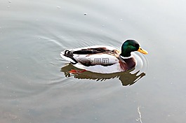 鴨,性質(zhì),水