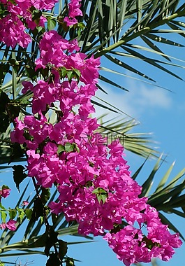 鮮花,紅色,天空