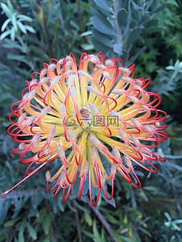 花,澳大利亞,黃色
