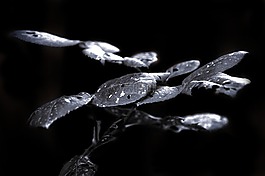 夜,葉,植物