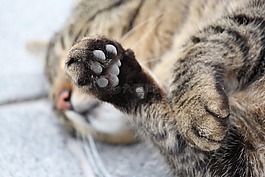 爪,猫的爪子,猫