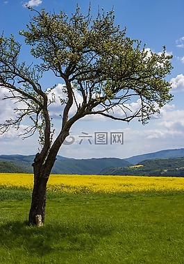 景觀,樹,油菜