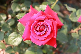 玫瑰,花,盛開