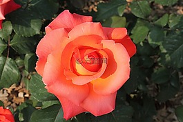 玫瑰,花,盛開(kāi)