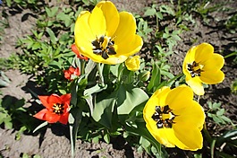 郁金香,鮮花,花園