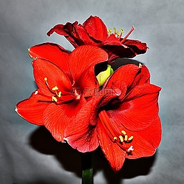 阿馬麗利斯,紅色,開(kāi)花