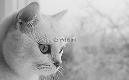 宿醉,貓,動物