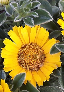 黃色花,開(kāi)花,花瓣
