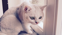 宿醉,貓,動物